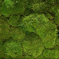 Panou decorativ din muschi, Gamme Cushion Moss