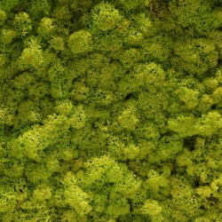 Panou decorativ din muschi, Torvtak Icemoss Spring Green