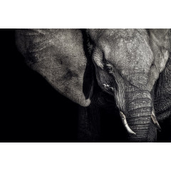 Tapet Elephant, Rebel Walls - Img 2