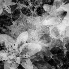Tapet Garden of Dreams, Black & White, Rebel Walls - Img 2