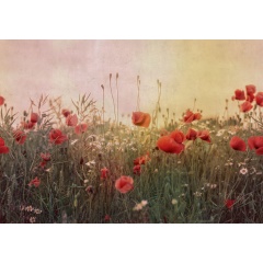Tapet Poppy Field, Dawn, Rebel Walls - Img 2