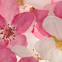 Fototapet, Apple Blossom, Rebel Walls - Img 2