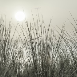 Fototapet, Coastal Reed, Rebel Walls - Img 2