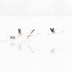 Fototapet Doñana, Swan, Coordonne - Img 2