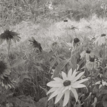 Fototapet, Dreamy Rudbeckia, Black & White, Rebel Walls - Img 2