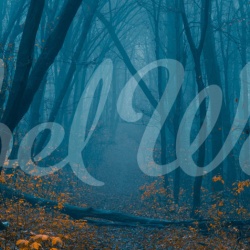 Fototapet, Hazy Forest, Rebel Walls - Img 2