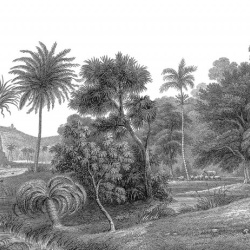 Fototapet, Jungle Land, Rebel Walls - Img 2