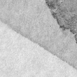 Fototapet, Petals, Graphite, Rebel Walls - Img 4