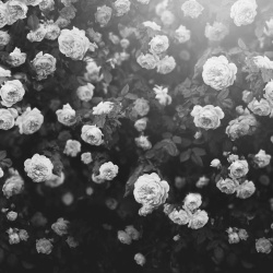 Fototapet, Regal Rose, Black & White, Rebel Walls - Img 2