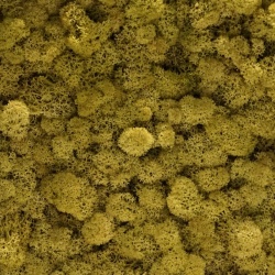 Panou decorativ din muschi, Torvtak Icemoss Lime Green