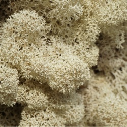 Panou decorativ din muschi, Torvtak Icemoss Natural - Img 3