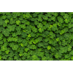 Tapet Clover, Rebel Walls - Img 2