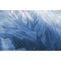 Tapet Feathers, Rebel Walls - Img 2