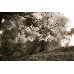 Tapet Sepia Leafs, Rebel Walls - Img 2