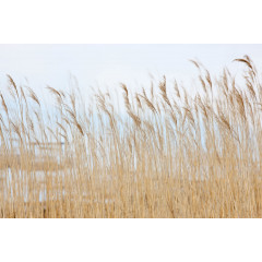 Tapet Swaying Wheat, Rebel Walls - Img 2