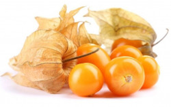 Physalis 100g pret/buc - Img 2