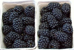 Mure Proaspete cas.125g - 08102090