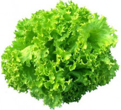 Salata Lollo Bionda Proaspata pret/buc - 07099910