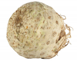 Telina Radacina Proaspata pret/kg- 07069010