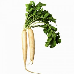 Ridichi Albe Proaspete Import pret/kg - 07069090