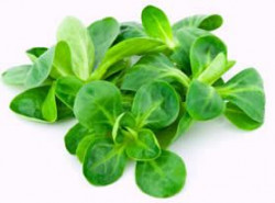 Valeriana Proaspata 100g