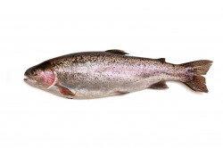 Pastrav Somonat Eviscerat pret/kg - Img 2