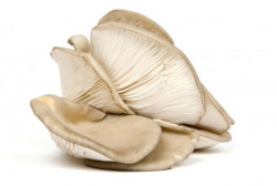 Ciuperci Pleurotus Proaspete 500g - 0709