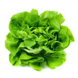 Salata Verde Proaspata pret/buc - 07051100