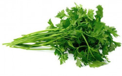 Patrunjel Verde Proaspat pret/legatura