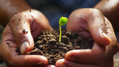 De ce sunt plantele amare (Castravete amar, Gymnema) tot mai studiate în nutriția modernă