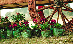 Tablouri Canvas Flori