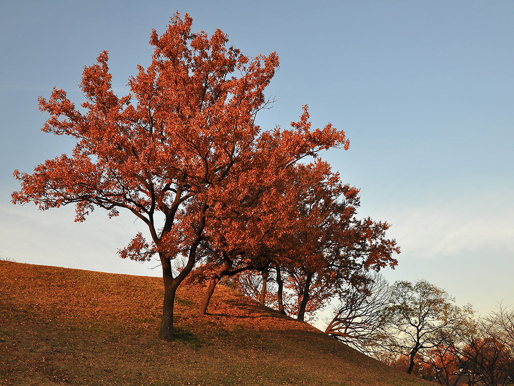 Tablouri Canvas Anotimpuri