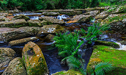 Tablouri Canvas Natura