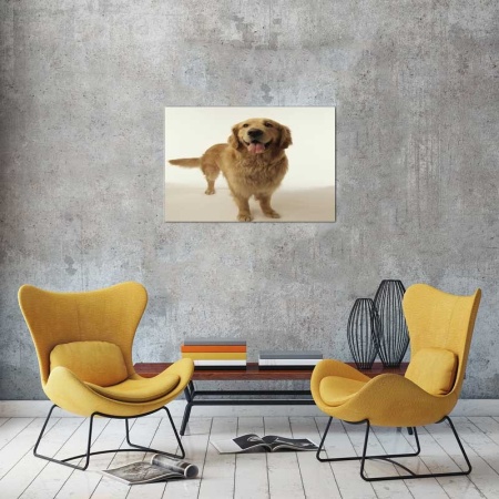 Tablou Canvas Caine Golden Retriever
