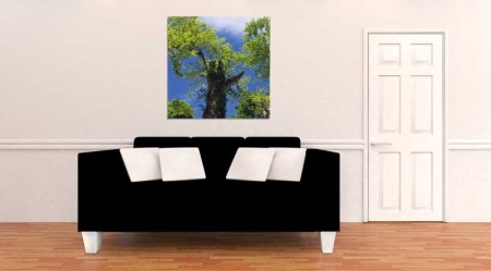 Tablou Canvas Copaci primavara