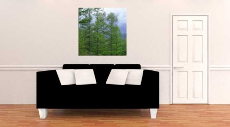 Tablou Canvas Copaci