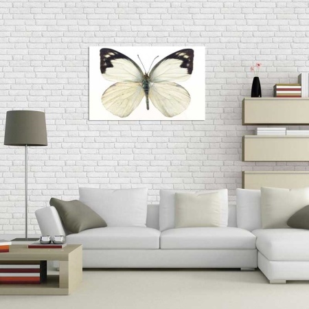Tablou Canvas Fluturas
