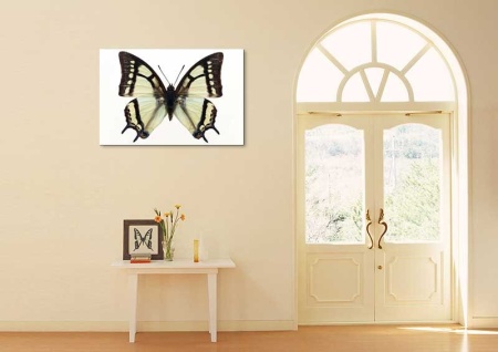 Tablou Canvas Fluturas