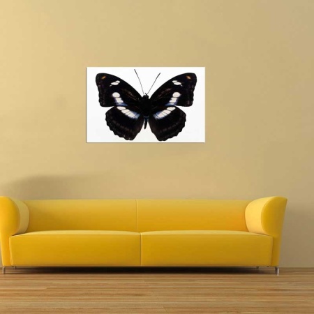 Tablou Canvas Fluturas