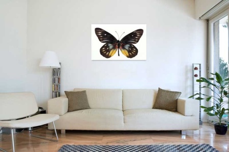 Tablou Canvas Fluturas
