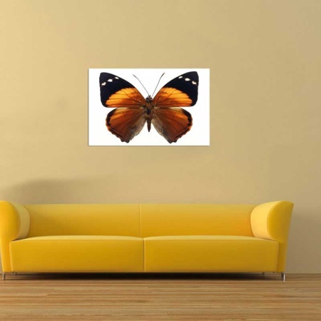 Tablou Canvas Fluturas