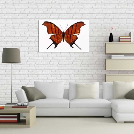 Tablou Canvas Fluturas