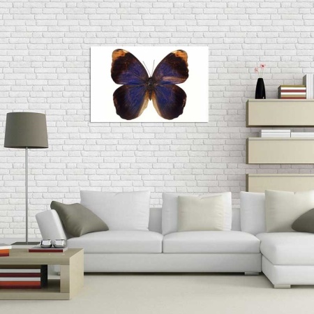 Tablou Canvas Fluturas