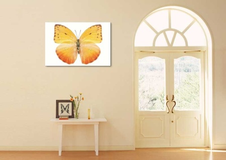 Tablou Canvas Fluturas