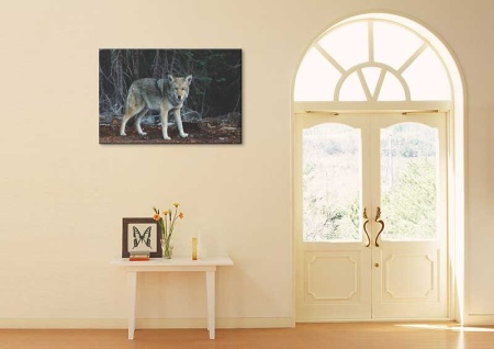 Tablou Canvas Lup
