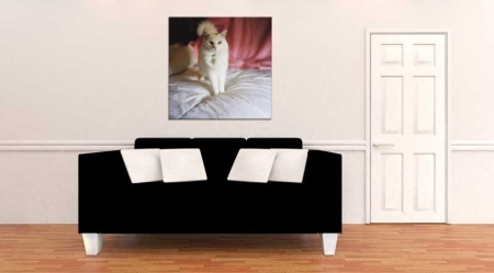 Tablou Canvas Pisica