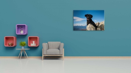 Tablou Canvas animale caine in munti