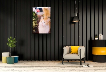 Tablou Canvas animale pisica cu privire seducatoare