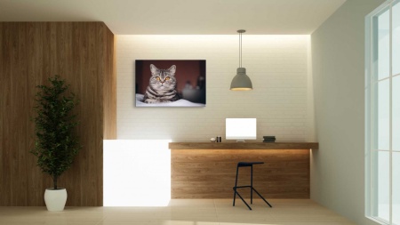 Tablou Canvas animale pisica fara griji