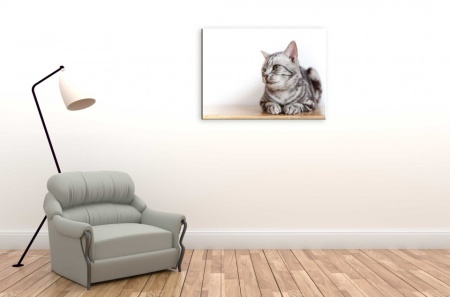 Tablou Canvas animale pisica la panda